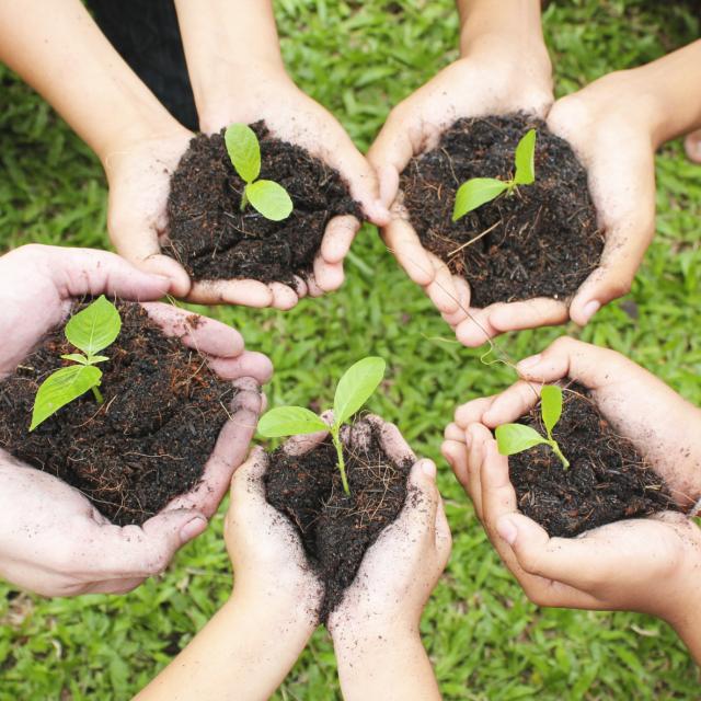 Hands holding sapling in soil surface