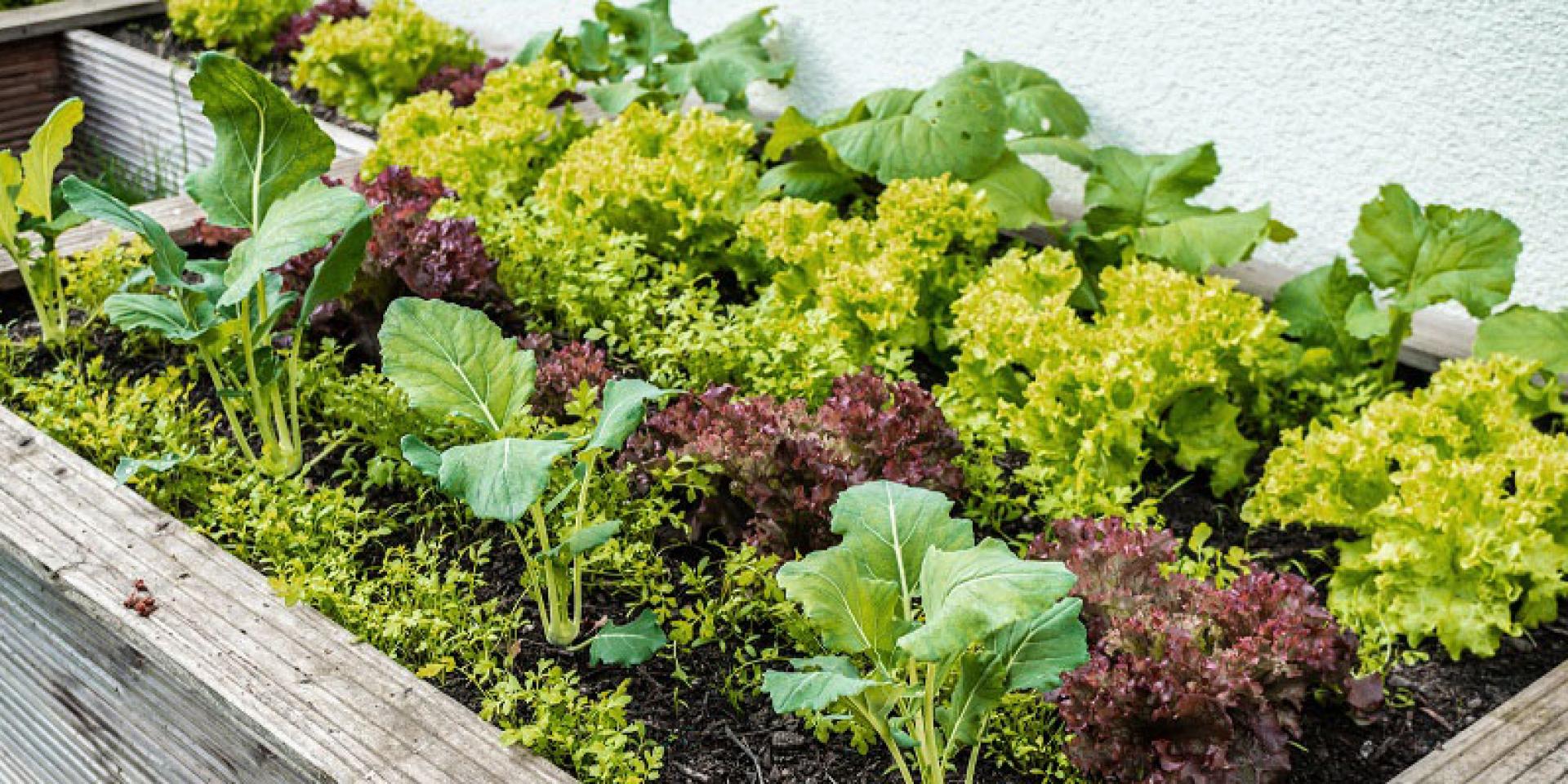 Hochbeet im Frühling